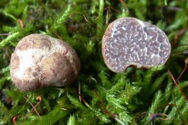 Tuber brennemanii