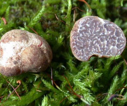 Tuber brennemanii
