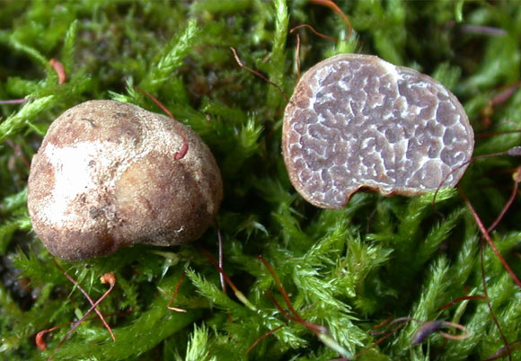 Tuber brennemanii