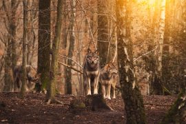 Lupi in un bosco