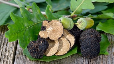 Tartufi neri e roverella