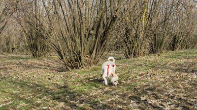 Cane alla ricerca del tartufo in un noccioleto
