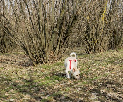 Cane alla ricerca del tartufo in un noccioleto