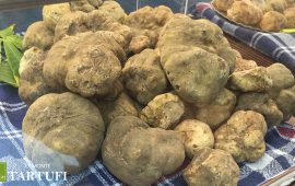 Tartufi bianchi alla fiera di Montiglio