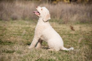 Cucciolo di lagotto bianco