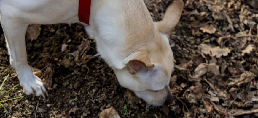 Cani da tartufo avvelenati