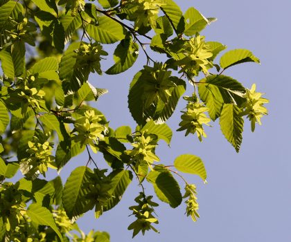 Carpino bianco