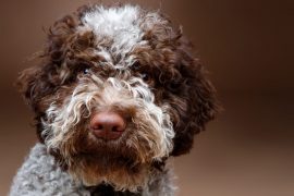 Muso del lagotto romagnolo