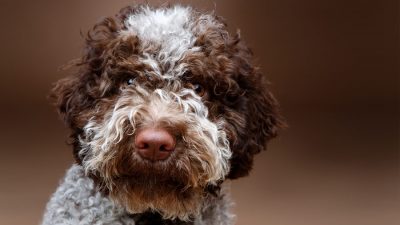 Muso del lagotto romagnolo