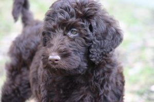 Femmina di lagotto romagnolo marrone