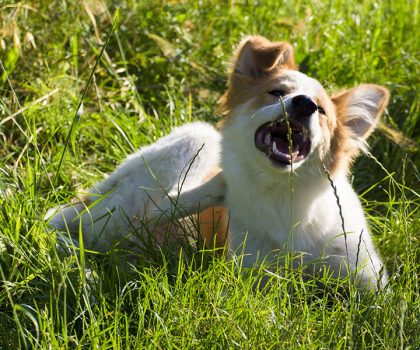Cane che si gratta
