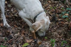Labrador durante la ricerca del tartufo