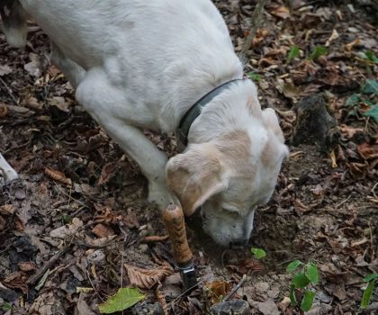 Labrador durante la ricerca del tartufo