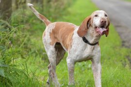 Femmina bracco pointer
