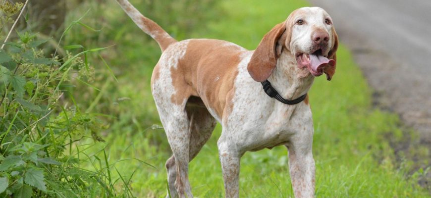 Femmina bracco pointer
