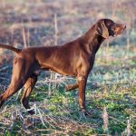 Bracco tedesco marrone