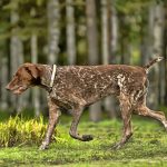 Bracco tedesco marrone e bianco
