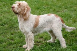 Cane Spinone Italiano