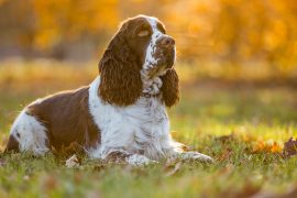 Cocker da tartufi