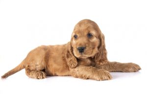 Cucciolo cocker spaniel
