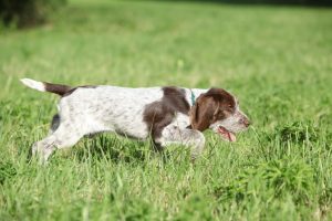 Cucciolo di spinone bianco e marrone