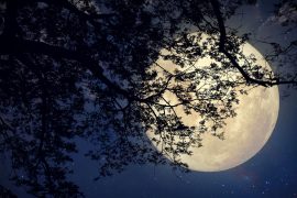 La luna e i tartufi