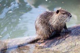 nutria animale acquatico
