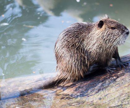 nutria animale acquatico