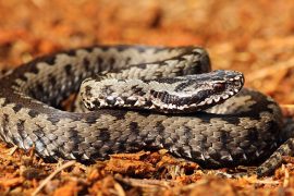 Una vipera mimetizzata