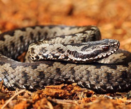 Una vipera mimetizzata