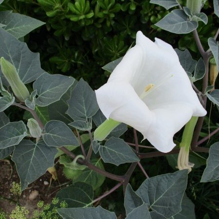 Datura pianta velenosa per i cani
