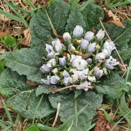 Mandragora velenosa per i cani