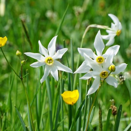 Narciso selvatico velenoso per i cani