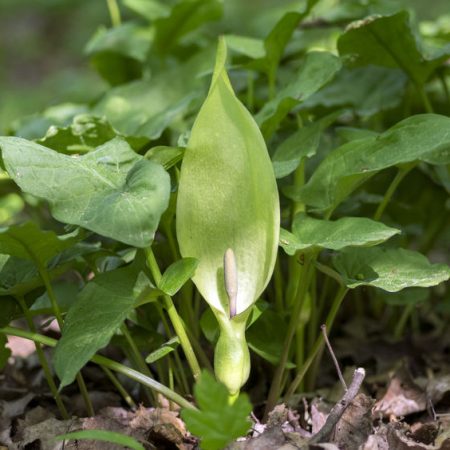 Arum maculatum pianta velenosa per i cani