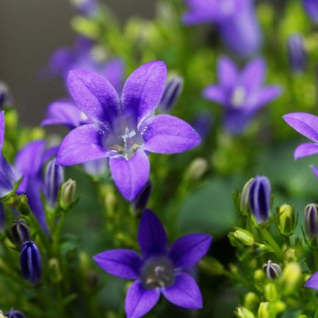 Campanula pianta velenosa per i cani
