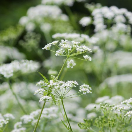 Inflorescenza di cicuta velenosa per i cani
