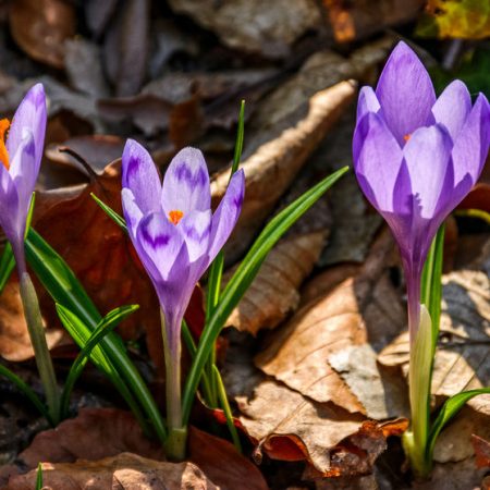 Crocus velenoso per i cani