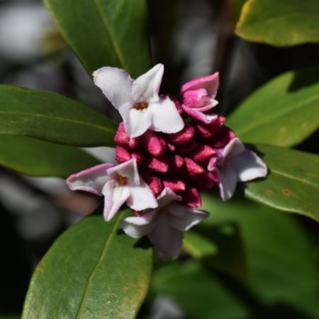 daphne pianta velenosa per i cani