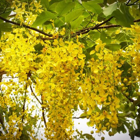 Laburnum anagyroides pianta velenosa per i cani