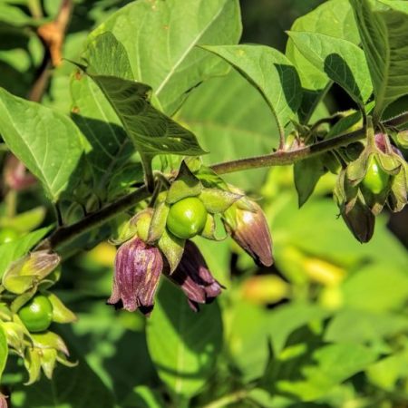 Belladonna pianta velenosa per i cani
