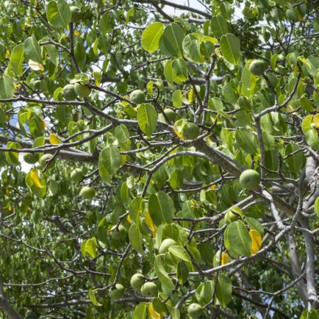 Pianta velenosa per cani mancinella