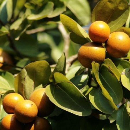 Piante velenose per cani noce vomica