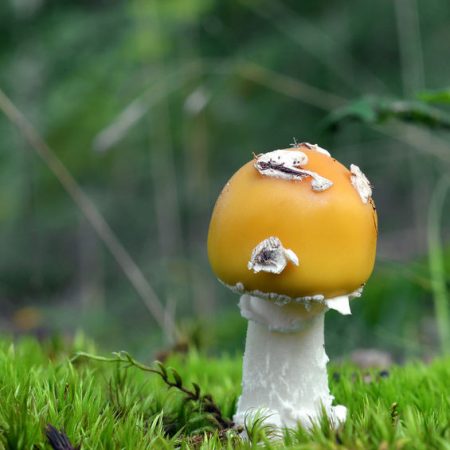 Amanita Gemmata