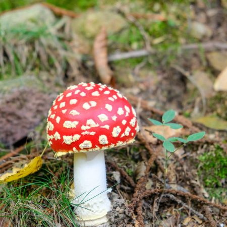 Amanita muscaria