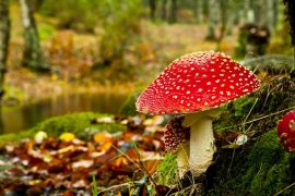 Funghi velenosi italiani