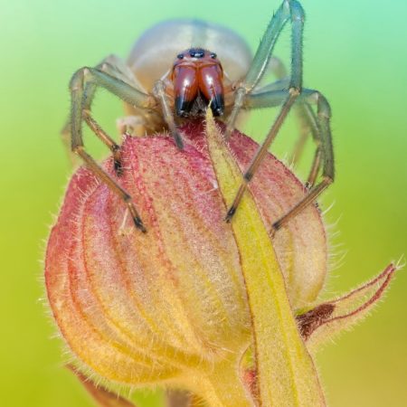 Ragno dal sacco giallo