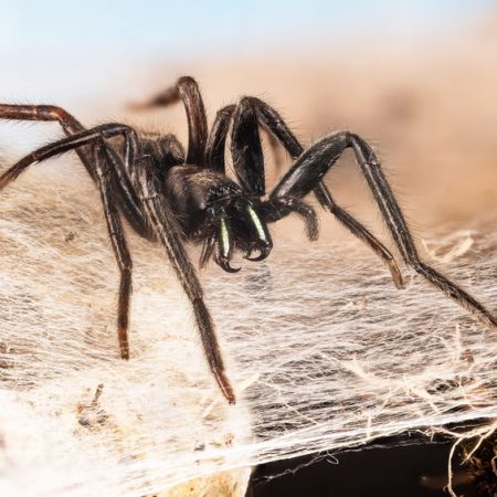 Segestria florentina